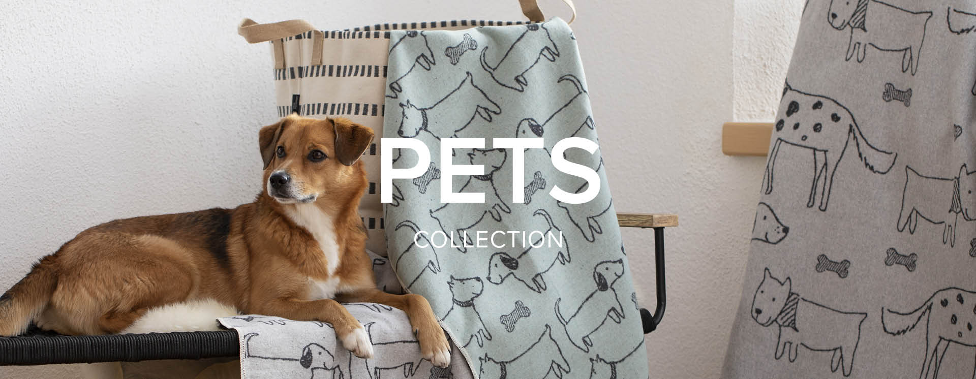 Hund mit Hundedecken von David Fussenegger