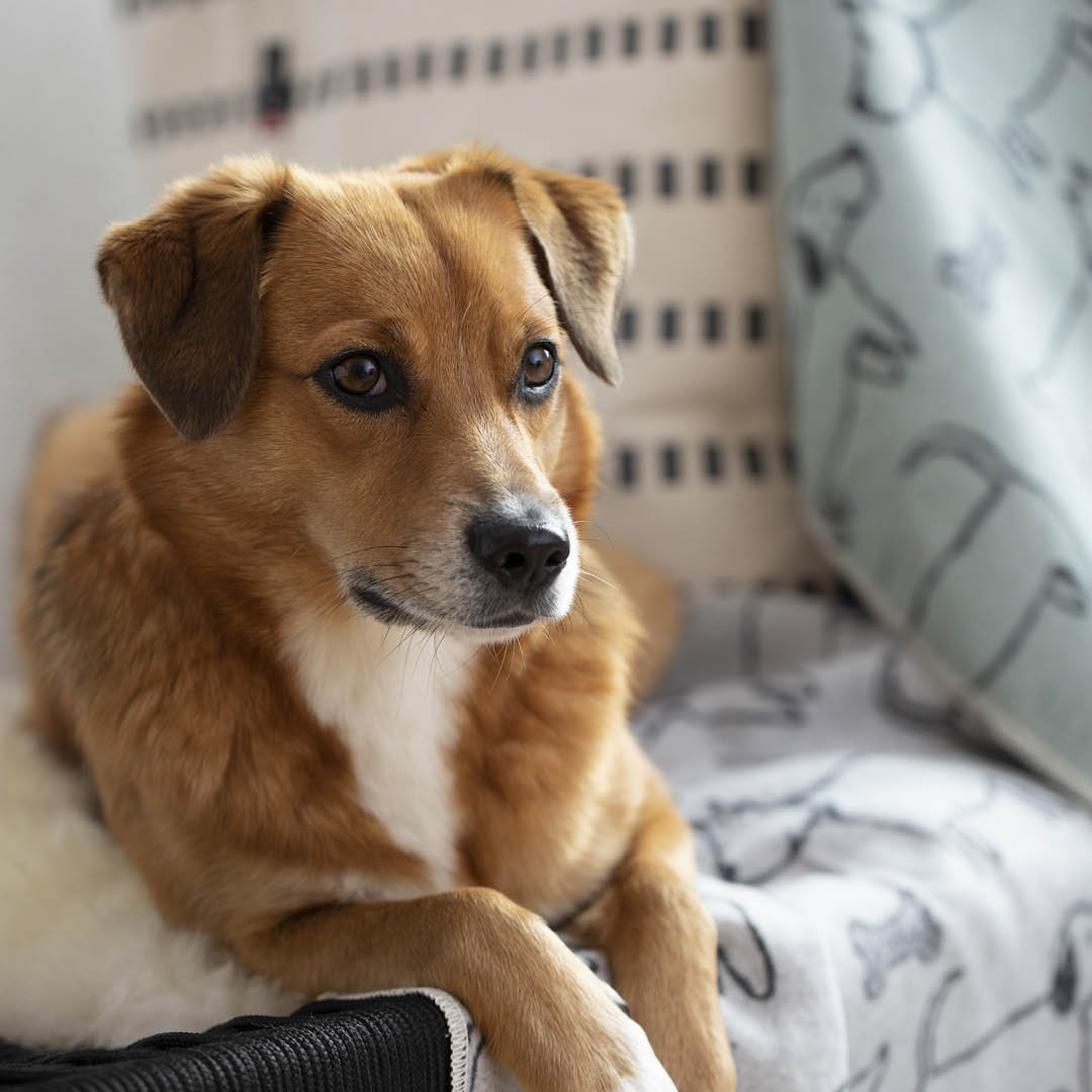 David Fussenegger Hund